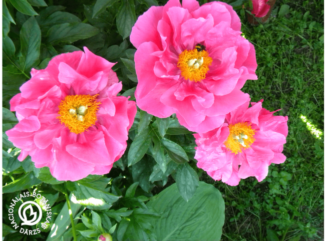 Paeonia   'Paula Fay'